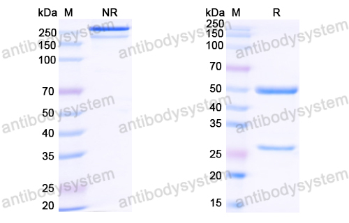 Research Grade Zinlirvimab