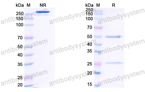 Research Grade Anti-HIV-1 gp120/Glycoprotein 120 (N6LS)