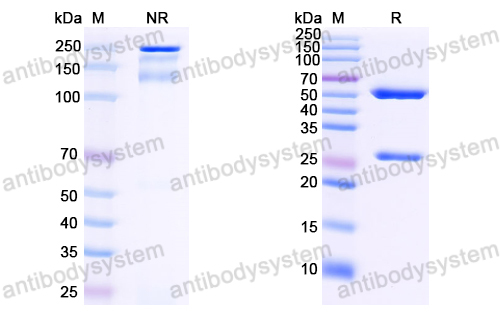 Research Grade Anti-HIV1 gp120/Glycoprotein 120 (VRC01LS)