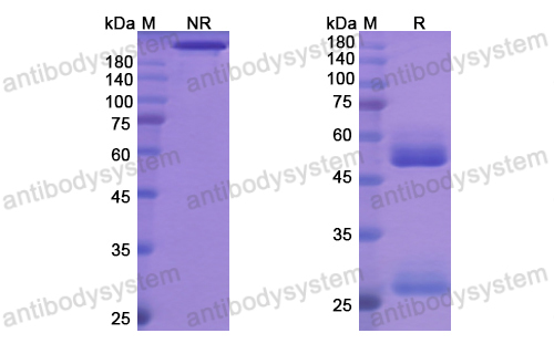 Research Grade Odesivimab