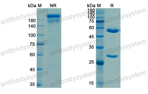 Research Grade Porgaviximab