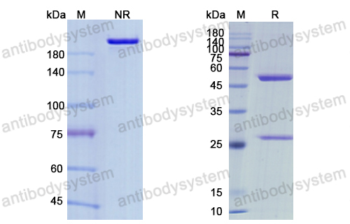 Research Grade Maftivimab