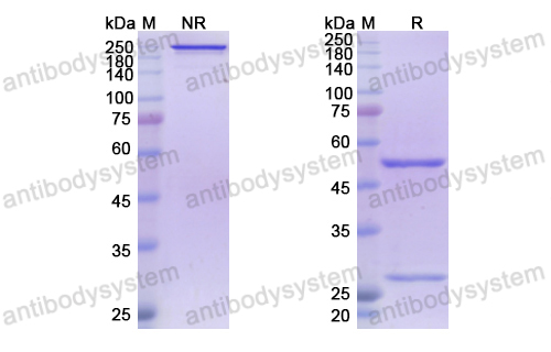 Research Grade Atoltivimab