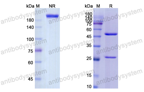 Research Grade Ansuvimab