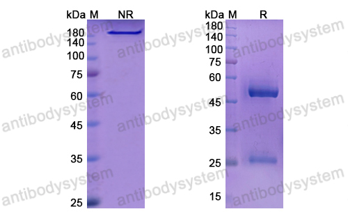 Research Grade Lenvervimab