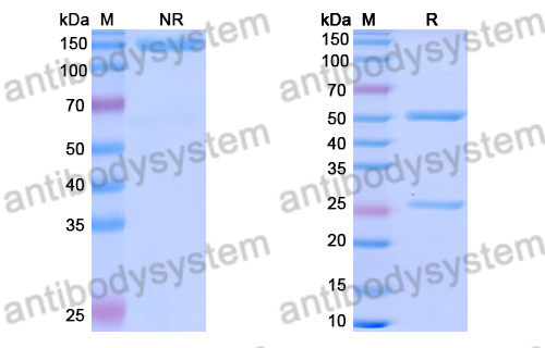 Research Grade Mazorelvimab