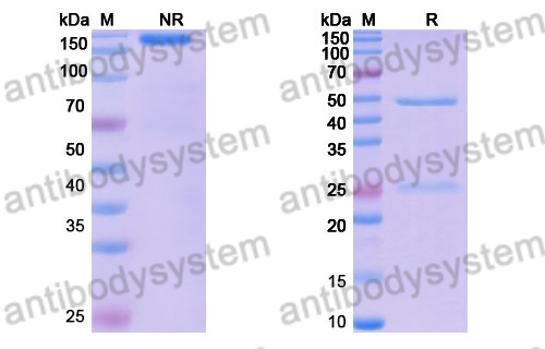 Research Grade Zamerovimab