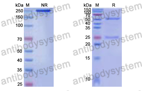 Research Grade Arevirumab-3