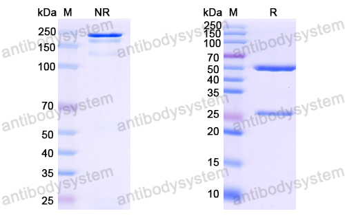 Research Grade Anti-HIV gp120SU (VRC01)