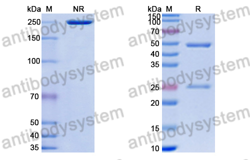 Research Grade Anti-HRSV-A F/Fusion glycoprotein F0 Antibody (191E4#)