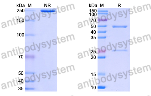 Research Grade Anti-HRSV-A F/Fusion glycoprotein F0 Antibody (15B3)