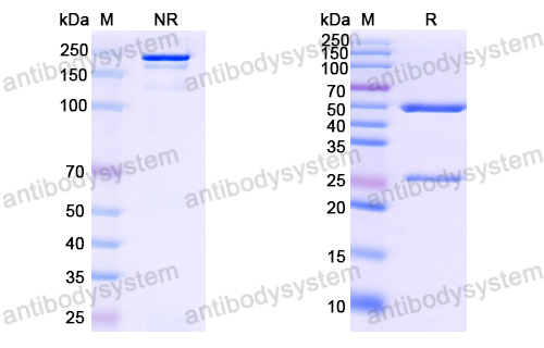 Research Grade Anti-HCV NS1/Envelope glycoprotein E2 (MBL-HCV1)