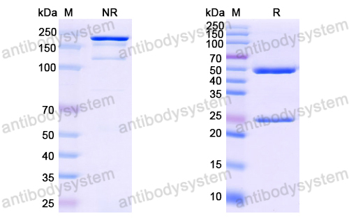 Research Grade Anti-HCV NS1/Envelope glycoprotein E2 (HuMax-HepC)