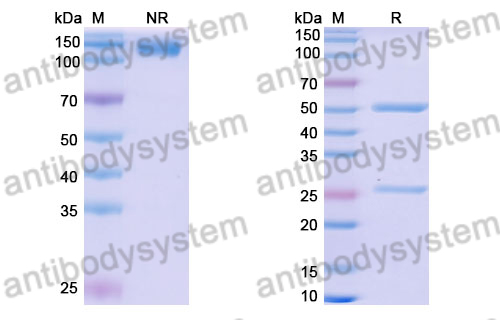 Research Grade Anivovetmab