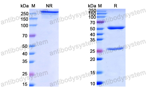 Research Grade Anti-HPV18 L1/Major capsid protein L1 Antibody (H18L1-A)