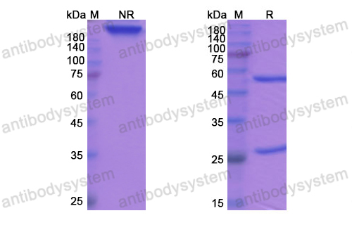 Research Grade Tosatoxumab