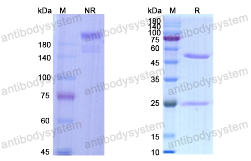 Research Grade Suvratoxumab