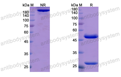 Research Grade Atidortoxumab