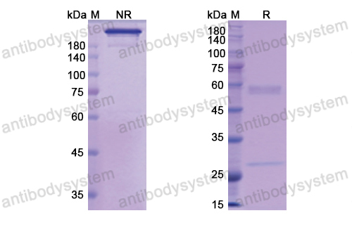 Research Grade Actoxumab