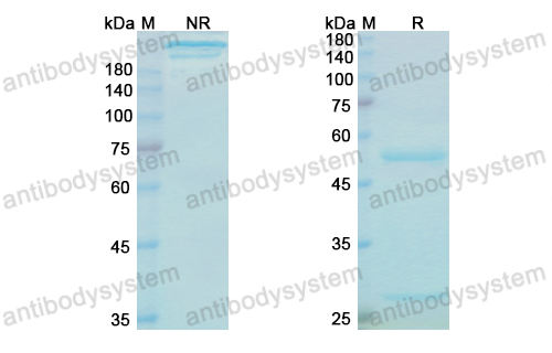 Research Grade Bezlotoxumab