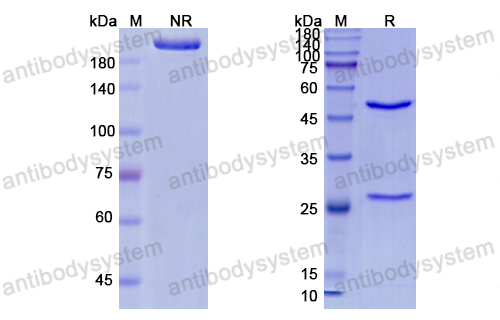 Research Grade Urtoxazumab