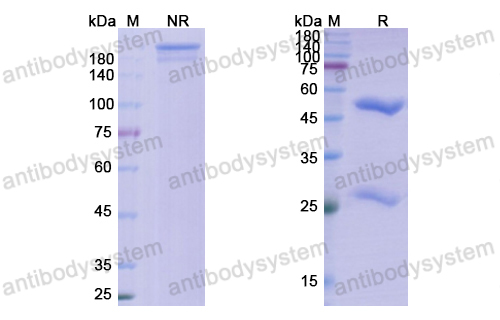 Research Grade Pritoxaximab