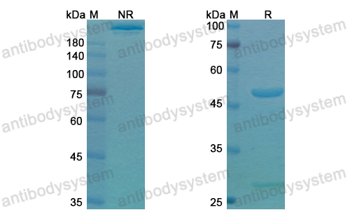 Research Grade Setoxaximab