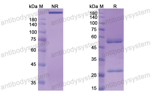 Research Grade Berlimatoxumab