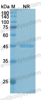 Research Grade Rivabazumab