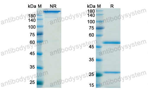 Research Grade SYN-005-1B7