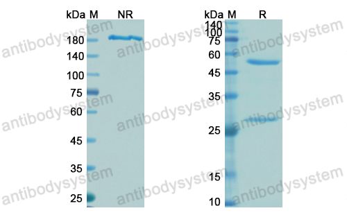 Research Grade Tefibazumab