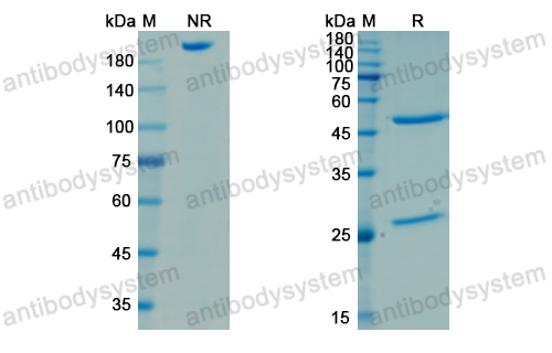 Research Grade Omodenbamab