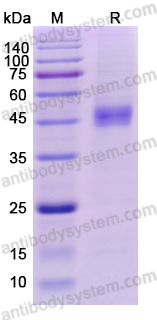 Recombinant Bovine PAG1/PSP-B Protein, C-His