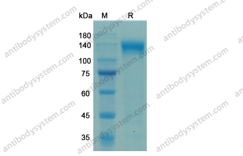 Recombinant Human CD284/TLR4 Protein, C-Fc