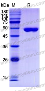 Recombinant Human CD277/BTN3A1 Protein, C-Fc