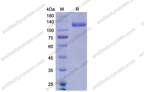 Recombinant Human CD304/NRP1 Protein, C-Fc