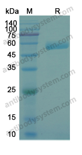 Recombinant Human CD254/RANKL/TNFSF11 Protein, N-Fc