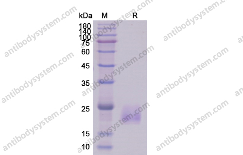 Recombinant Human CD337/NCR3 Protein, C-His