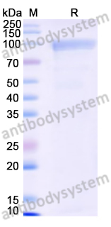 Recombinant Human ANGPT2/Ang2 Protein, C-Fc