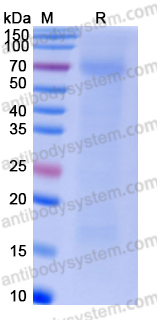 Recombinant Human CD170/SIGLEC5 Protein, C-His