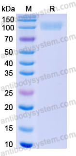 Recombinant Human CD170/SIGLEC5 Protein, C-Fc