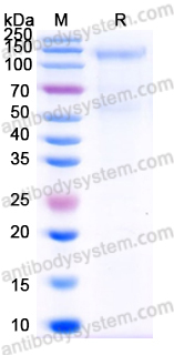 Recombinant Human CD283/TLR3 Protein, C-His