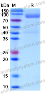 Recombinant Human CD327/SIGLEC6 Protein, C-Fc