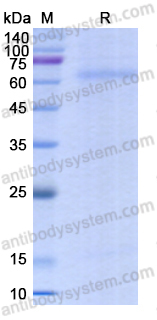 Recombinant Human CD282/TLR2 Protein, C-His