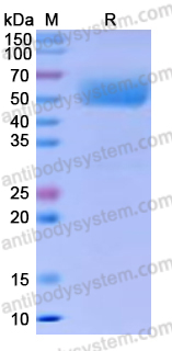 Recombinant Human CD85i/LILRA1 Protein, C-His