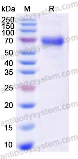 Recombinant Human CD85a/LILRB3 Protein, C-His