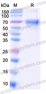 Recombinant Human CD85C/LILRB5 Protein, C-His