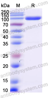 Recombinant Human CD85C/LILRB5 Protein, C-Fc