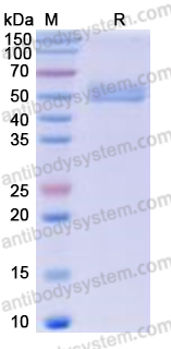 Recombinant Human FZD7 Protein, C-Fc