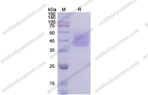 Recombinant Human CD275/ICOSLG Protein, C-His